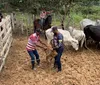 Prazo para declaração da vacinação contra aftosa é prorrogado em AL imagem