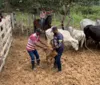 Prazo para concluir vacinação contra a aftosa em Alagoas acaba no dia 30 imagem
