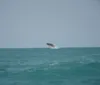 Baleias são vistas em "show de saltos" no Pontal do Peba; veja imagens imagem