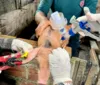 Mais de 126 mil animais são vacinados contra a Peste Suína em AL imagem