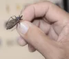 Inseto que causa doença de Chagas é encontrado em 54 cidades de AL imagem