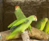 Cerca de 60 papagaios em extinção chegam a AL para serem soltos na Natureza imagem