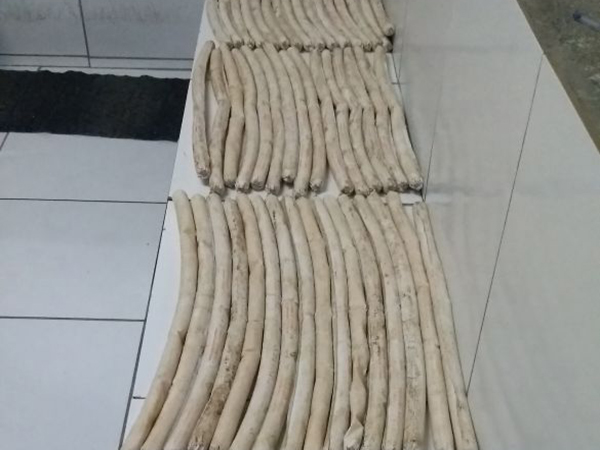 Bananas de dinamite forma apreendidas durante operação