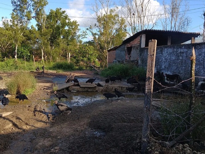 Local não apresenta condições higiênico-sanitárias para o abate de animais