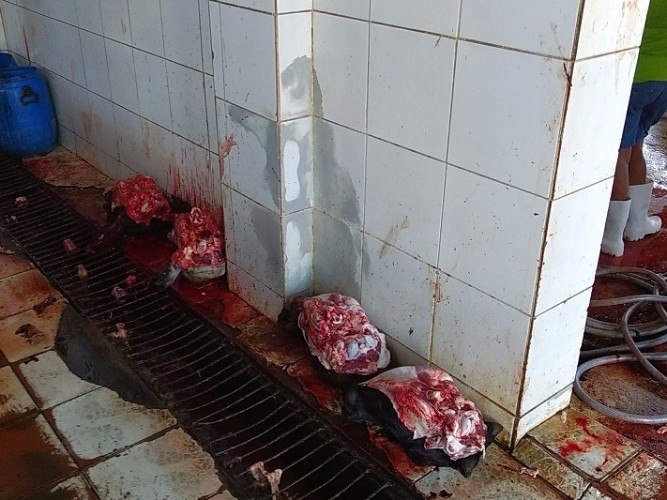 Local não apresenta condições higiênico-sanitárias para o abate de animais