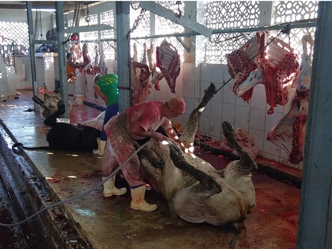 Local não apresenta condições higiênico-sanitárias para o abate de animais