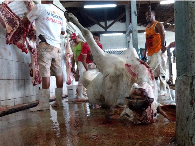 Local não apresenta condições higiênico-sanitárias para o abate de animais