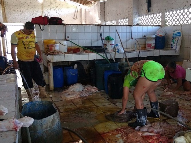 Local não apresenta condições higiênico-sanitárias para o abate de animais