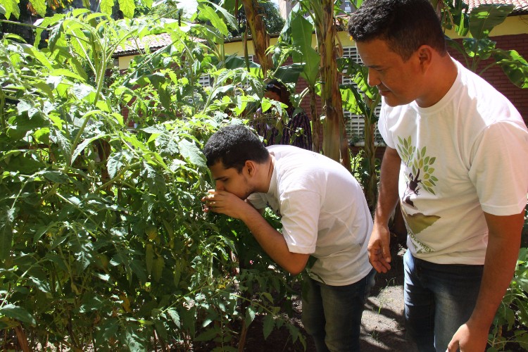 Atualmente a Escola Estadual de Cegos Cyro Accioly cultiva mais de 25 tipos plantas