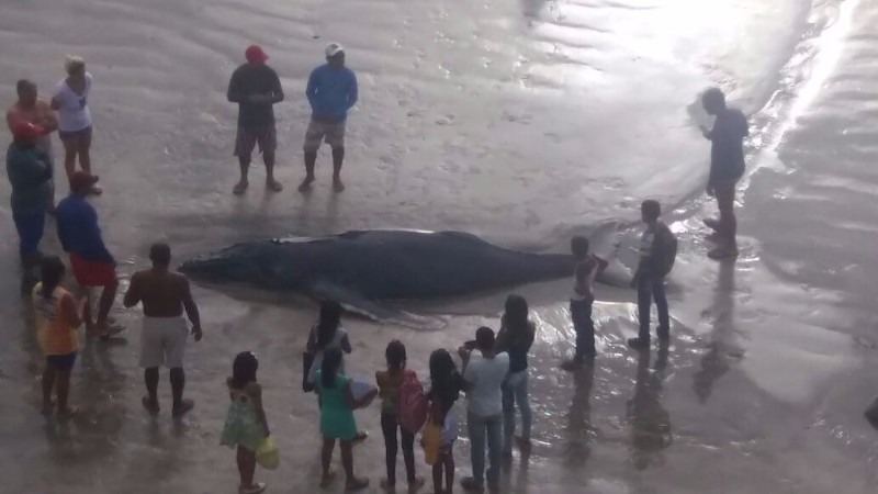 Filhote de baleia Jubarte encalha viva em trecho da praia de Japaratinga