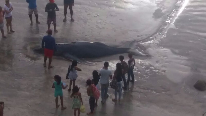 Filhote de baleia Jubarte encalha viva em trecho da praia de Japaratinga