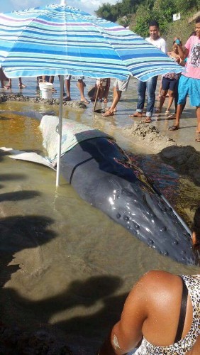 Filhote de baleia Jubarte encalha viva em trecho da praia de Japaratinga