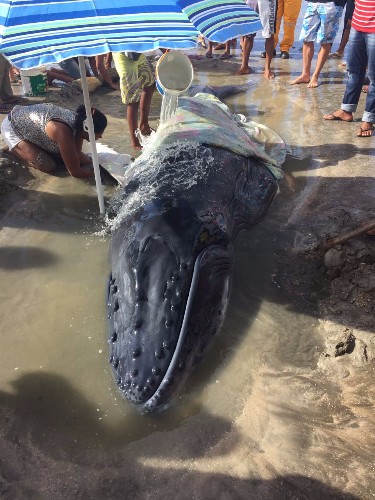 Filhote de baleia Jubarte encalha viva em trecho da praia de Japaratinga