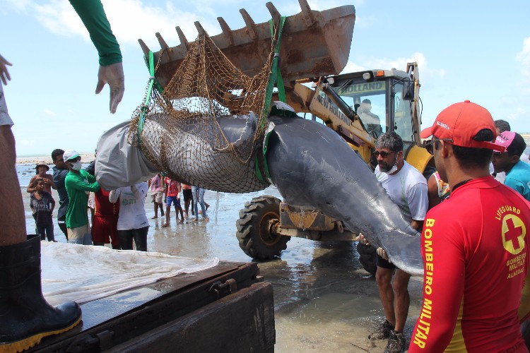 Filhote de baleia Jubarte encalha viva em trecho da praia de Japaratinga 