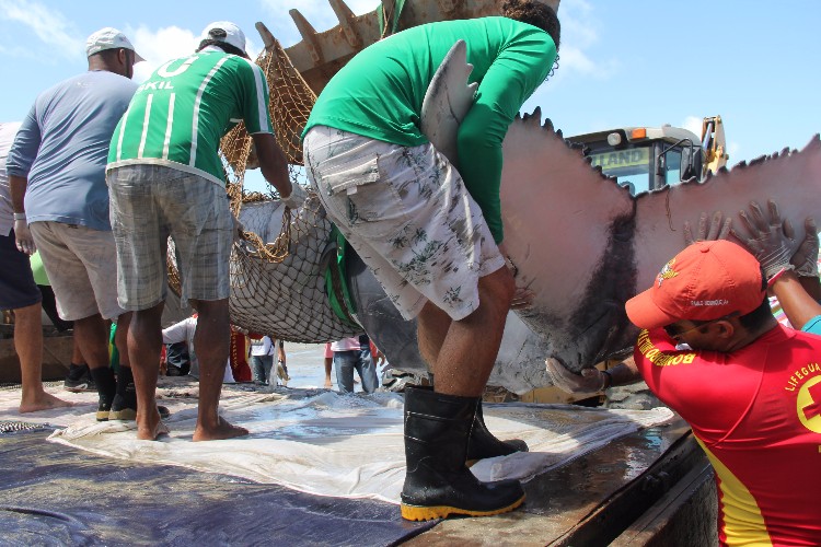 Filhote de baleia Jubarte encalha viva em trecho da praia de Japaratinga 