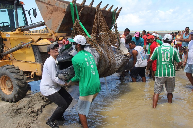 Filhote de baleia Jubarte encalha viva em trecho da praia de Japaratinga 