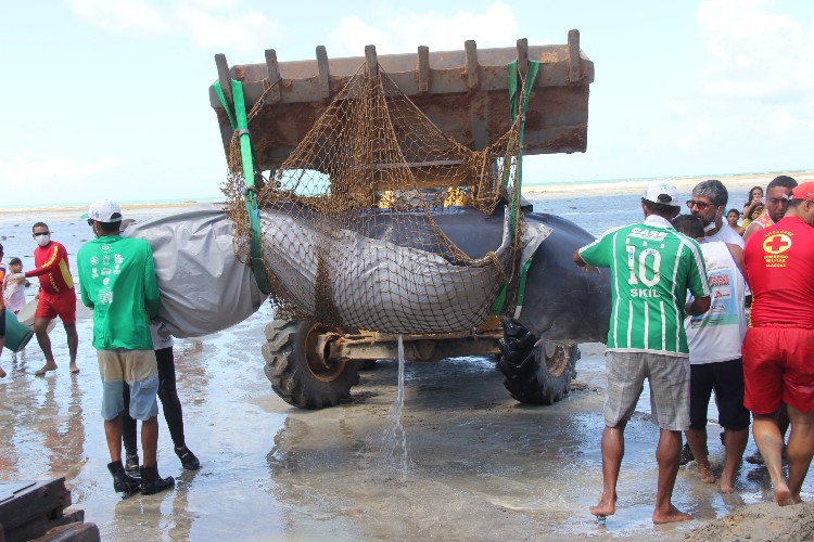 Filhote de baleia Jubarte encalha viva em trecho da praia de Japaratinga 