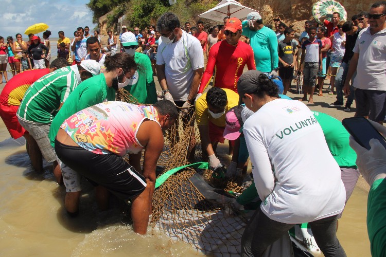 Filhote de baleia Jubarte encalha viva em trecho da praia de Japaratinga 
