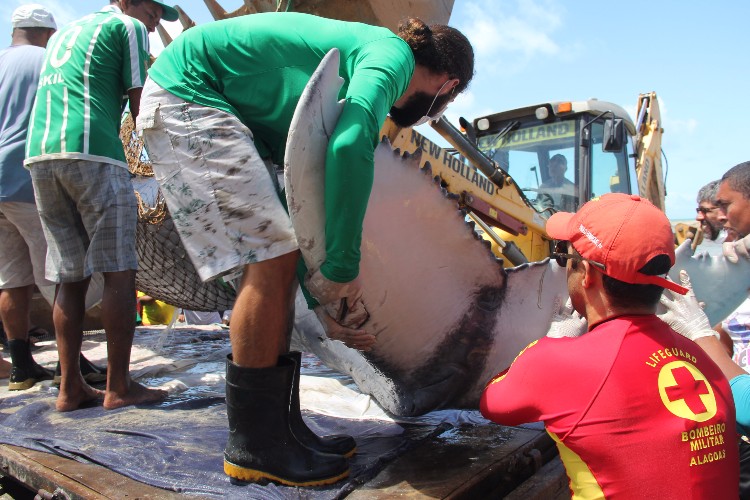 Filhote de baleia Jubarte encalha viva em trecho da praia de Japaratinga 