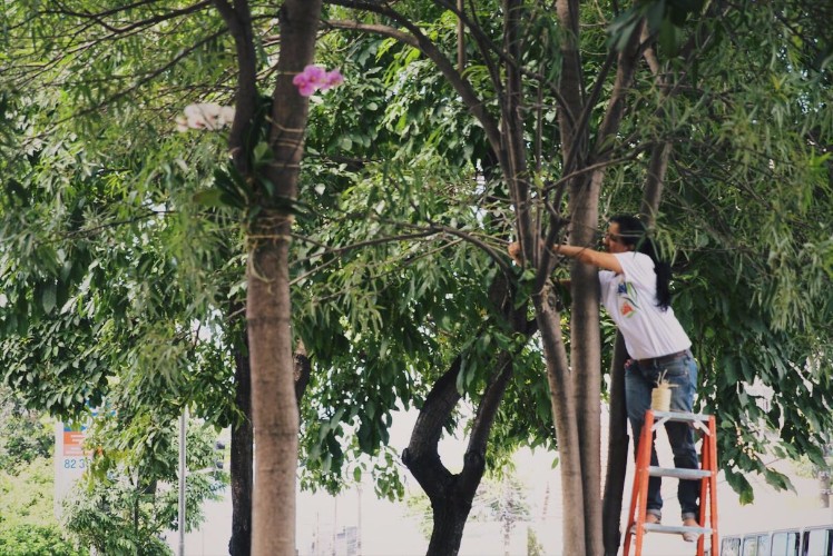 Todos pela Cidade realiza projetos voluntários e desta vez transferiu orquídeas de vasos para árvore