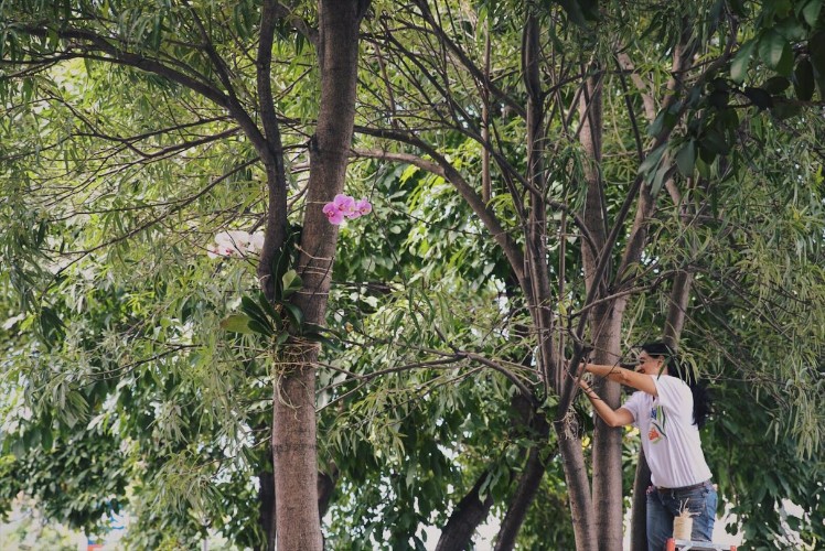 Todos pela Cidade realiza projetos voluntários e desta vez transferiu orquídeas de vasos para árvore