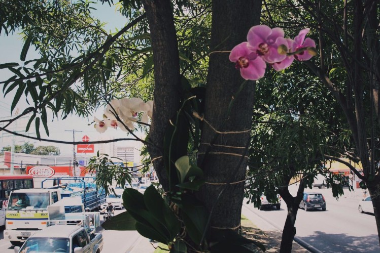 Todos pela Cidade realiza projetos voluntários e desta vez transferiu orquídeas de vasos para árvore