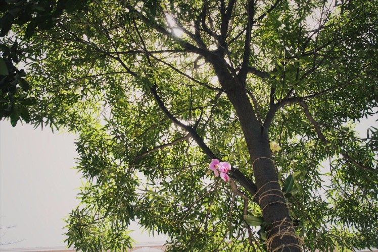 Todos pela Cidade realiza projetos voluntários e desta vez transferiu orquídeas de vasos para árvore