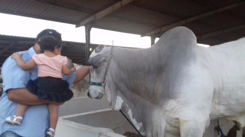 Confira as atrações do maior evento agropecuário do Estado. Artesanato, brinquedos, animais, entre o