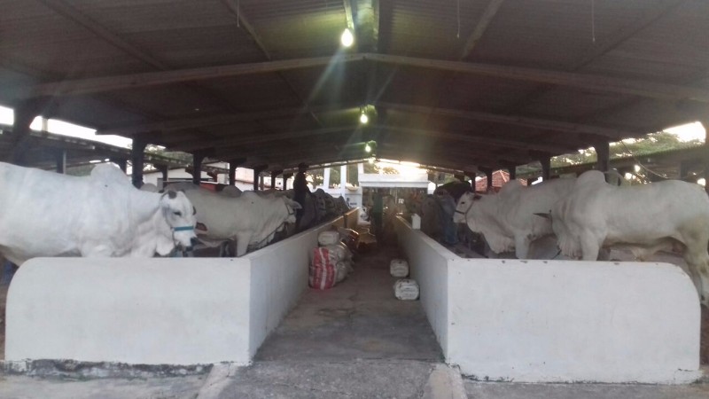 Confira as atrações do maior evento agropecuário do Estado. Artesanato, brinquedos, animais, entre o