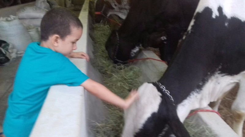 Confira as atrações do maior evento agropecuário do Estado. Artesanato, brinquedos, animais, entre o