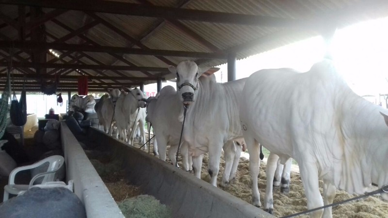 Confira as atrações do maior evento agropecuário do Estado. Artesanato, brinquedos, animais, entre o