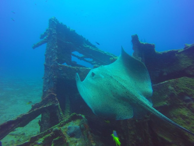 Mergulho com cilindro nos mares de Alagoas 