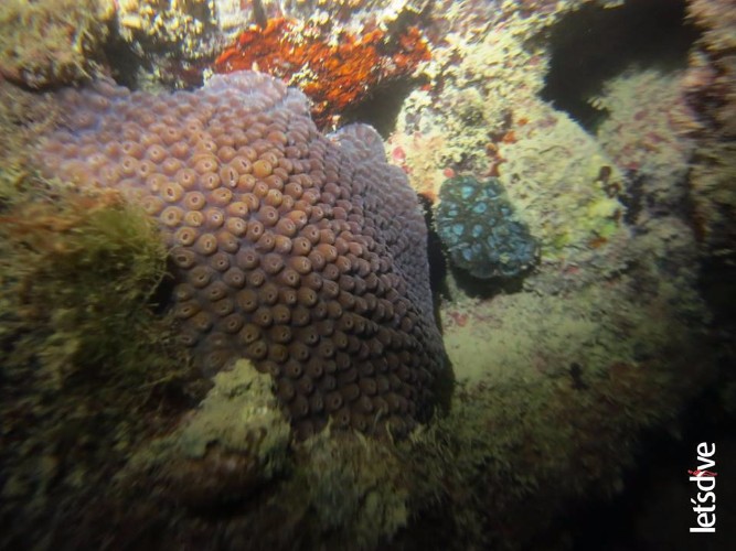 Mergulho com cilindro nos mares de Alagoas 