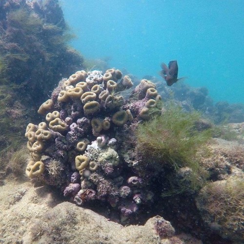 Mergulho com cilindro nos mares de Alagoas 
