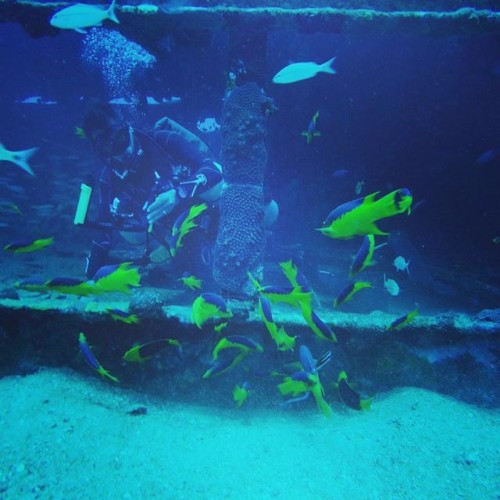 Mergulho com cilindro nos mares de Alagoas 