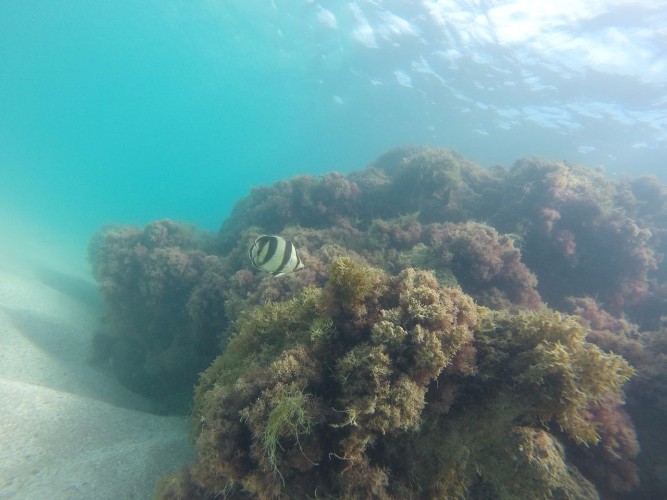 Mergulho com cilindro nos mares de Alagoas 