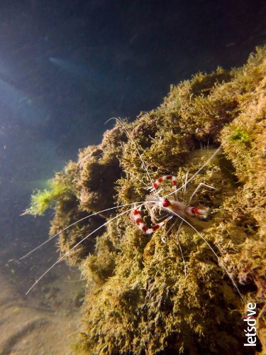 Mergulho com cilindro nos mares de Alagoas 