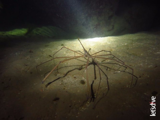 Mergulho com cilindro nos mares de Alagoas 