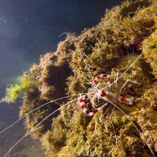 Mergulho com cilindro nos mares de Alagoas 