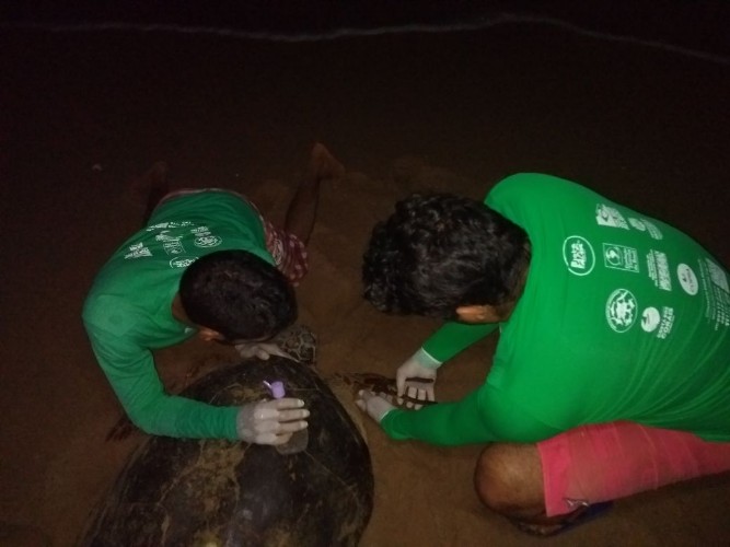 Tartarugas marinhas encontradas em praias de Maceió