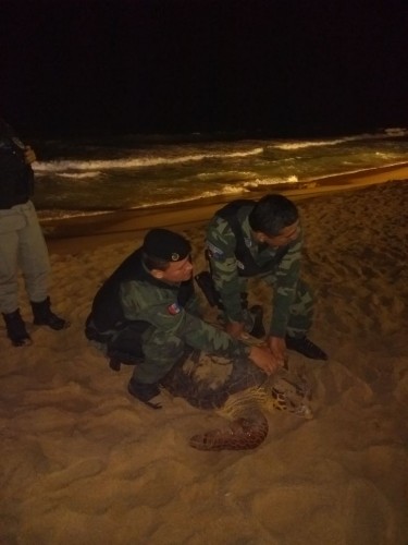 Tartarugas marinhas encontradas em praias de Maceió