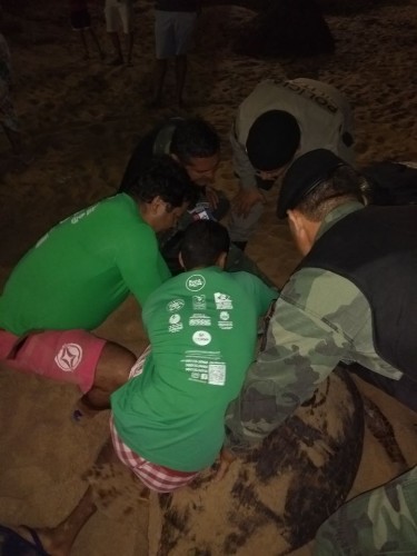 Tartarugas marinhas encontradas em praias de Maceió