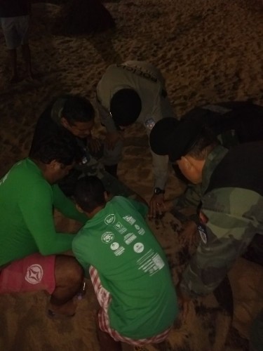 Tartarugas marinhas encontradas em praias de Maceió