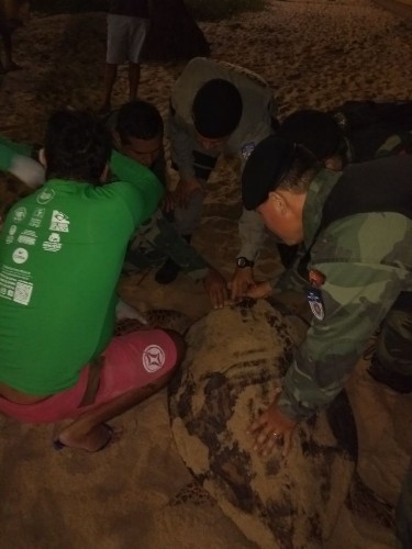 Tartarugas marinhas encontradas em praias de Maceió