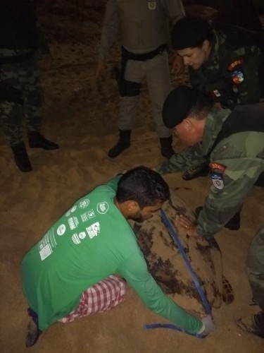 Tartarugas marinhas encontradas em praias de Maceió