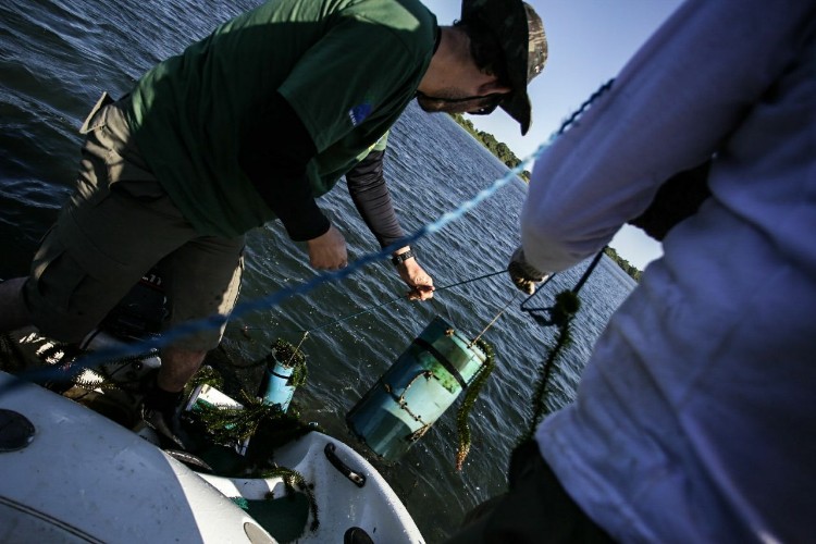Combate à pesca predatória quer garantir sustento de pescadores