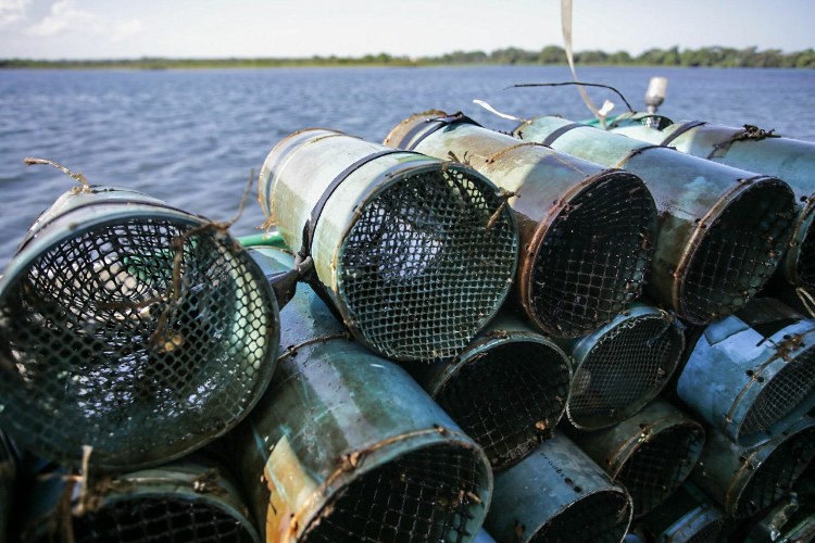 Combate à pesca predatória quer garantir sustento de pescadores