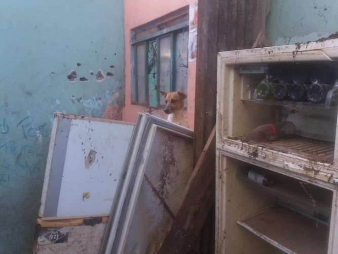 Cães e gatos foram resgatados de escombros de casa demolida enquanto estavam dentro