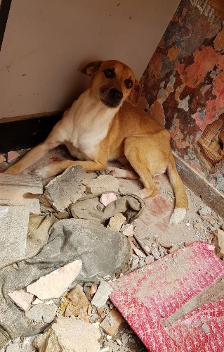 Cães e gatos foram resgatados de escombros de casa demolida enquanto estavam dentro