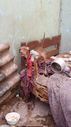 Cães e gatos foram resgatados de escombros de casa demolida enquanto estavam dentro